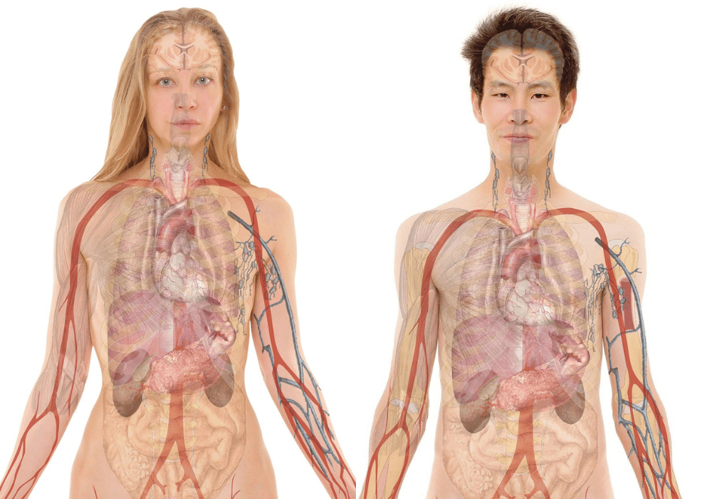 Sexualkunde in der Schule